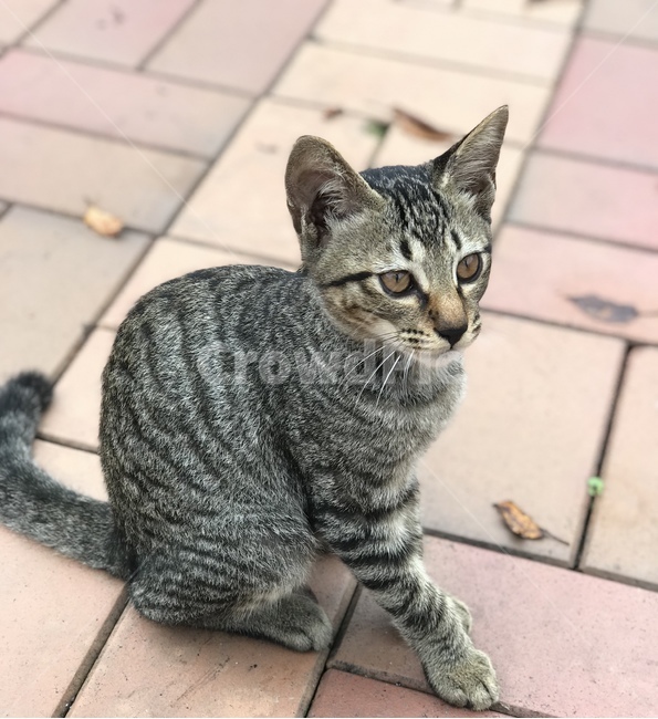 mammal,포유류,animal,동물,cat,pet,고양이,동물,animal,포유류,mammal,고양이,cat,kitten,kitty