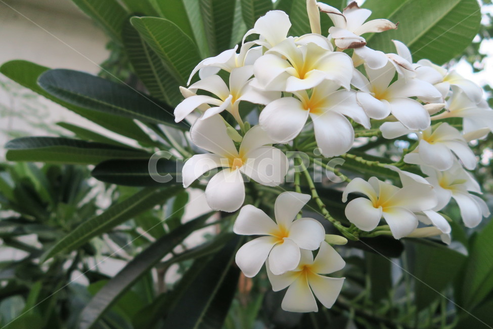꽃,식물,리리와디,태국,참파꽃,동남아,라오스,흰꽃,flower,whiteflower,champaflower,plumeria,leelawadee,lovehawaii