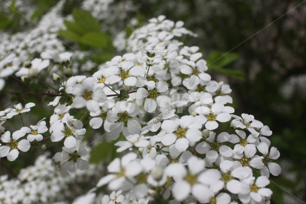 plant,식물,꽃,flower,조팝나무