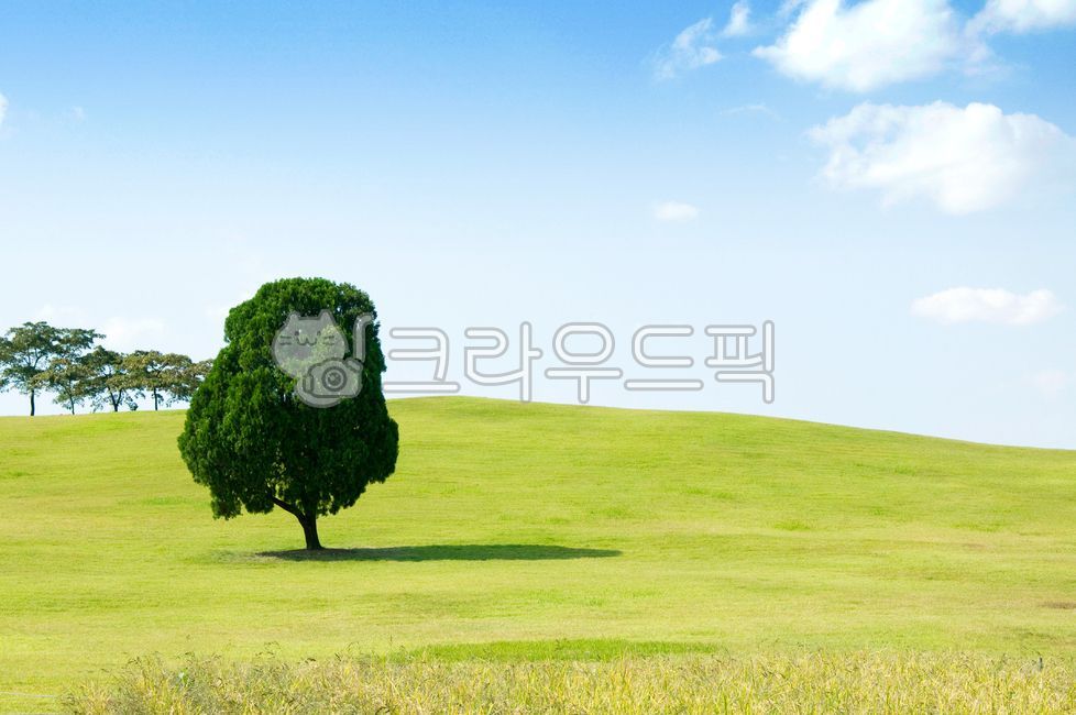 Olympic Park,sky,Hill,Alone tree,outcast tree,nature,tree,juniper,grassland,cloud,seoul,Field,korea,grass,plant,sight,park,lawn,Songpagu