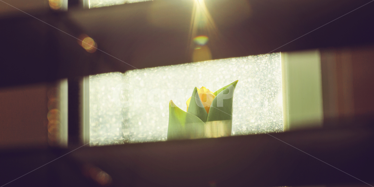 빛,플레어,flower,튤립,노란튤립,봄꽃,식물