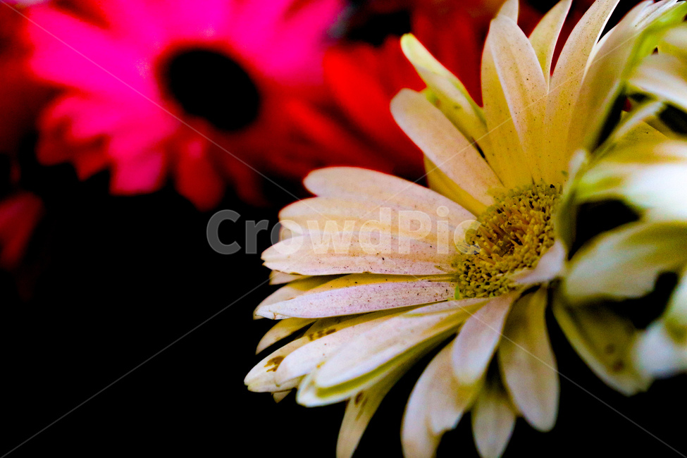 꽃,나무,꽃나무,봄나무,봄,자연,여름,계절,blossom,flower,geranium,식물,plant,제라늄,spring,summer,season