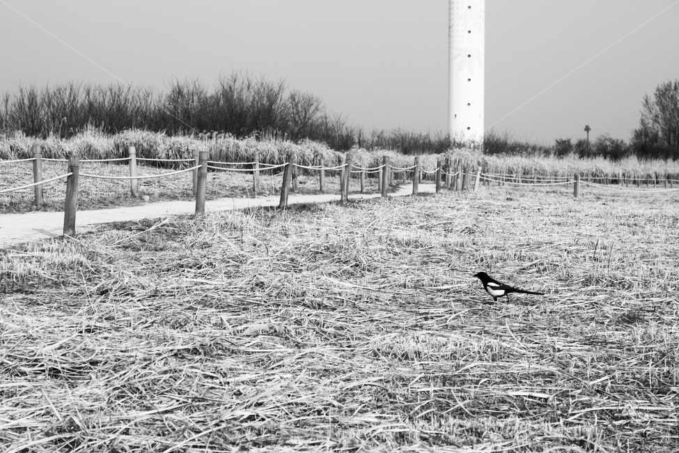 새,공원,흑백사진,공허,홀로,동물,animal,조류,새,birds,흑백,모노톤,monochrome,black and white