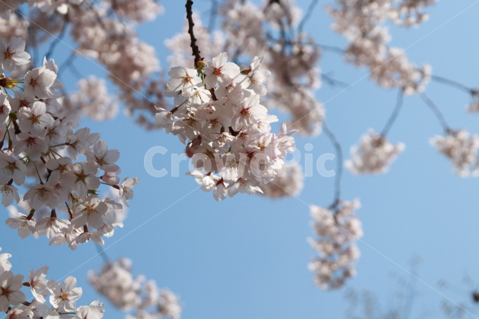 꽃,벚꽃,봄,하늘,자연,봄,계절,spring,season,식물,자연,plants,nature,꽃,flower,plant,blossom