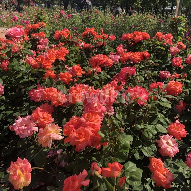장미,rose,flowers,빨간꽃,햇빛,식물,꽃,장미공원,꽃놀이,창원,창원장미공원,빨간장미,빨간색장미,빨간색꽃