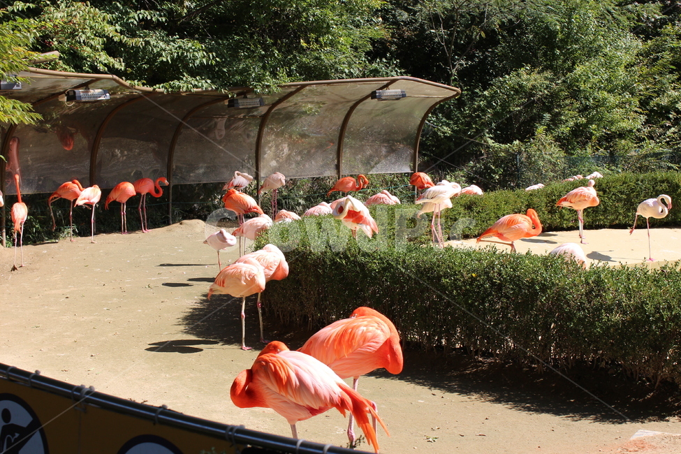 동물,animal,bird,새,플라밍고,flamingo,동물원,zoo,동물,animal,조류,새,birds