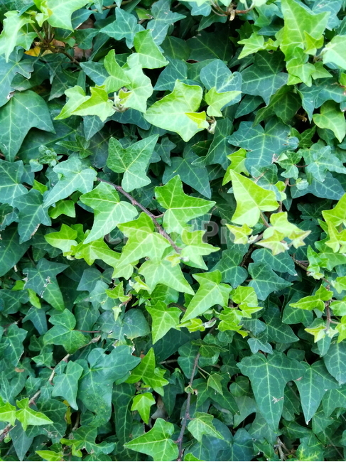 아이비,덩굴,식물,ivy,식물아이비