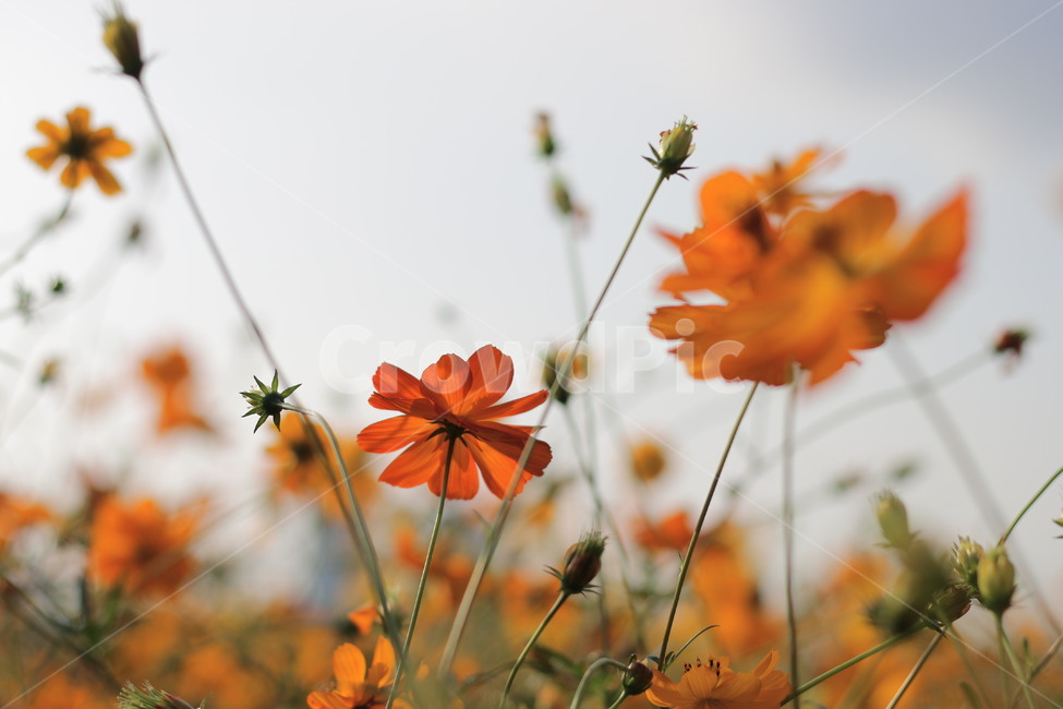 황화코스모스,코스모스,꽃,가을,가을꽃,가을,계절,fall,autumn,season,식물,자연,plants,nature,꽃,flower,plant,leaf,잎