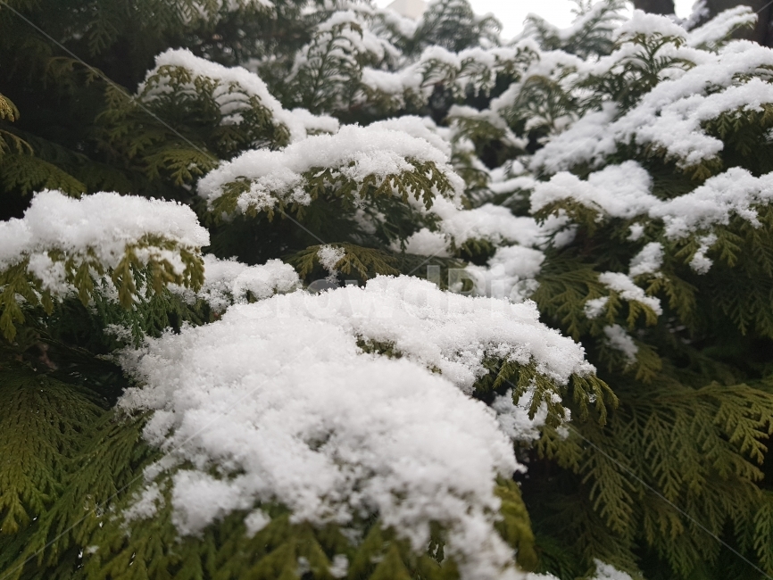 눈,겨울,나무,하얀색,녹색,설경,배경바탕,흐림,겨울,계절,winter,season,식물,자연,plants,nature,나무,trees,wood