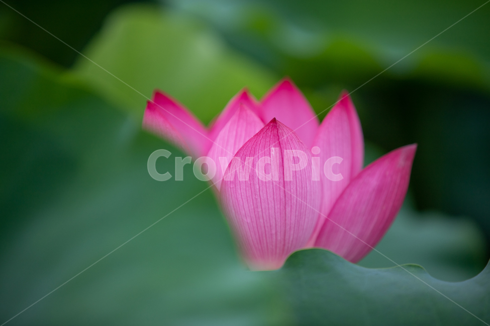 연꽃,여름,연잎,자연,꽃,flower