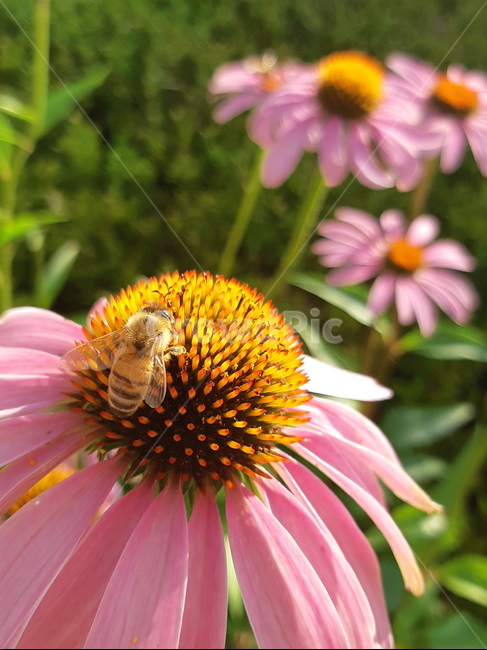 flower,bee,꽃,벌,분홍꽃