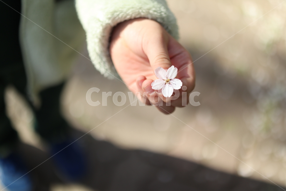 꽃,벚꽃,식물,나무,flower