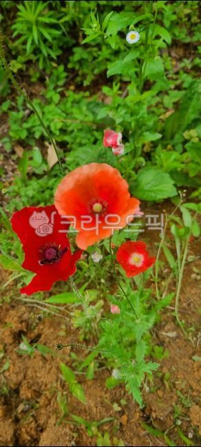 들꽃,자연,빨강꽃,식물,꽃