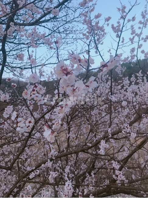 벚꽃,하늘,꽃,분홍색,꽃놀이,분홍,예쁜,아름다운,감성,봄,계절,spring,season,plant,식물,flower,blossom,cherry blossom