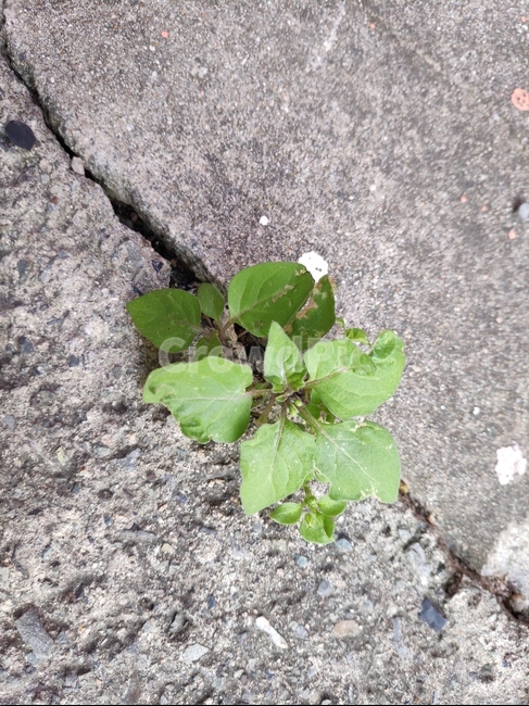 꽃,flower,plant,식물,leaf,잎,잡초,초록,식물,자연,plants,nature,꽃,flower