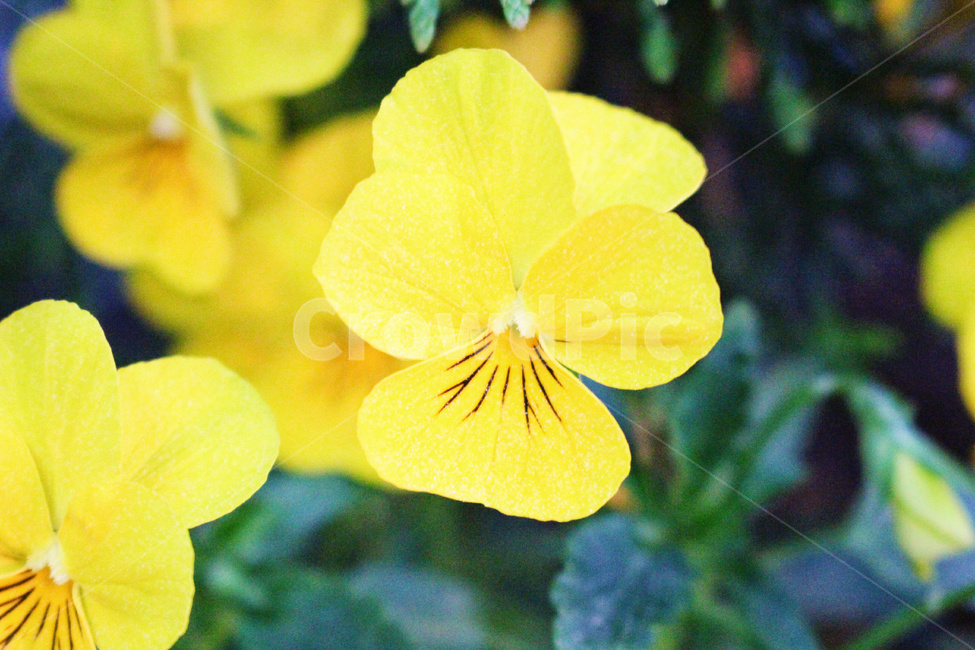 식물,plant,flower,blossom,꽃