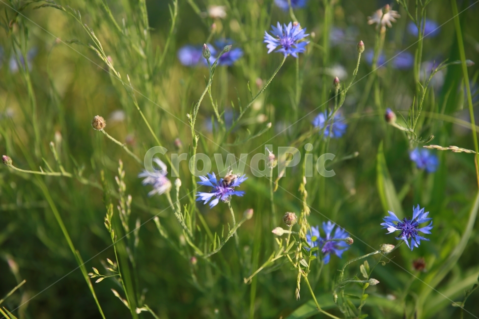 꽃,초록,오막삼,취미,사색,식물,자연,plants,nature,꽃,flower,동물,animal,곤충,벌레,insect,bug