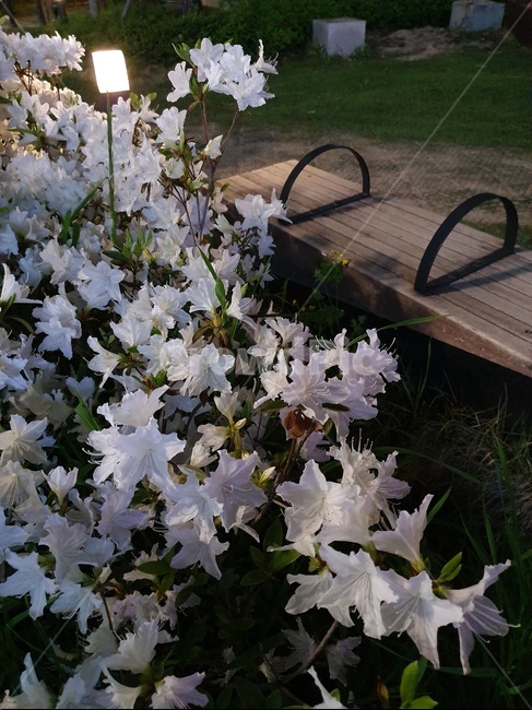 저녁,밤,의자,조명,꽃,식물,자연,plants,nature,꽃,flower