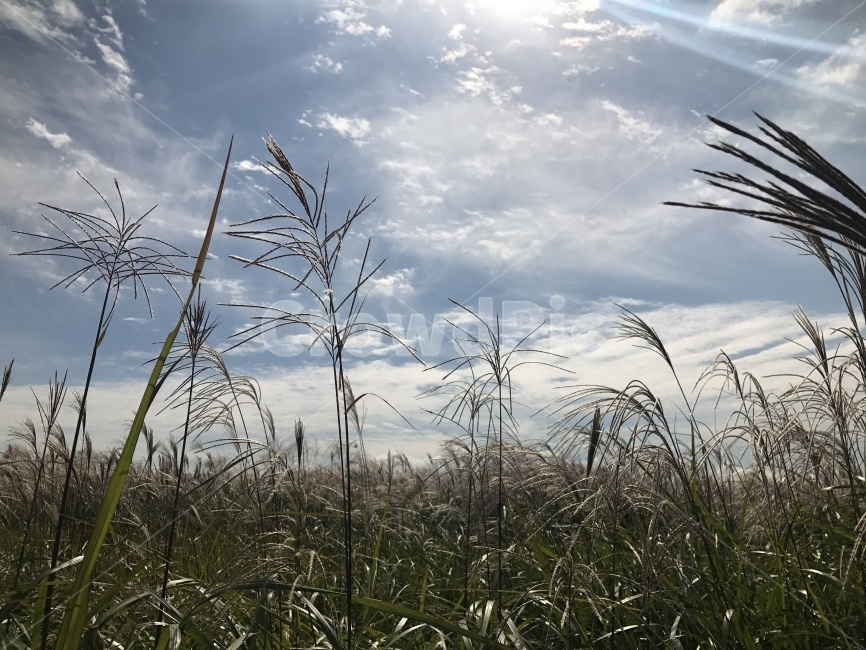 하늘,구름,파란하늘,맑은날,갈대,갈대숲,갈대밭,산책로,들풀,여유,Sky,Cloud,자연,풍경,nature,landscape,식물,plants,grass,잔디,plant