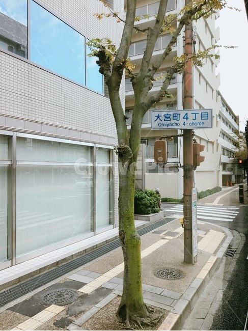 street,거리,일본,나무,나라시