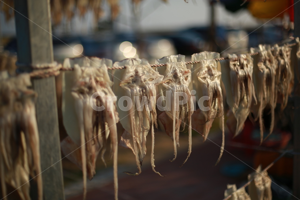 오징어,반건조오징어,어촌,건어물,squid