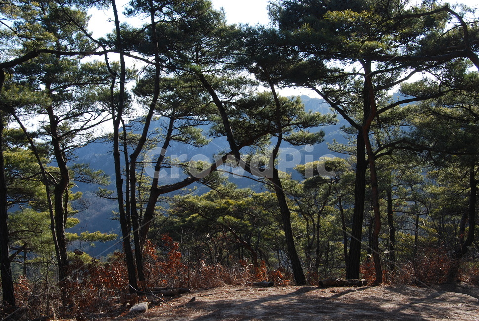 용봉산,홍성군,용바위,최영장군활터,문화유적,용봉사마애불,돌,산행,힐링,자연,감성,등산,계절,여행,한국,한국명산,한국등산,풍경,눈,나무,하늘,바람,바람소리,환경,생태계,산,땅,자연,풍경,nature,landscape,한국자연풍경,한국자연경관,korea nature landscape,outdoors,옥외,plant,식물,tree,ground,바닥