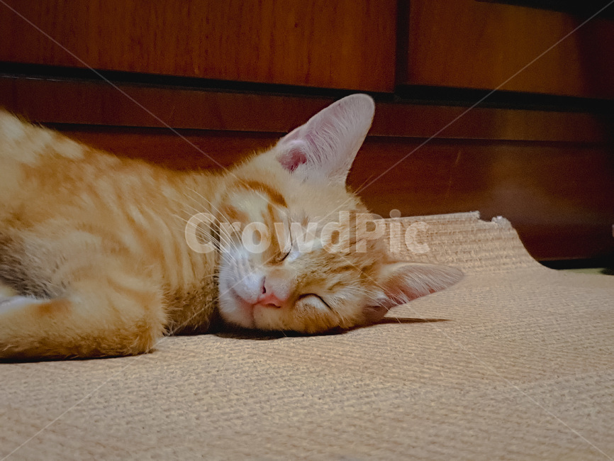 abyssinian,아비시니아,animal,동물,cat,애완동물,pet,포유류,mammal,고양이,잠자는,반려동물,냥이,kitten,kitty,반려묘,귀여운동물hardwood,견목,wood,나무,동물,animal,포유류,mammal,고양이,cat,kitten,kitty
