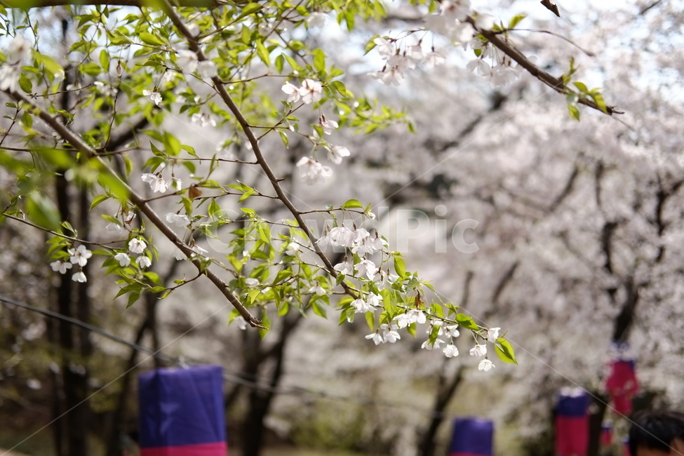 봄,벚꽃,꽃,하늘,나무,cherry,cherryblossom,산책,flower,sky,pink,분홍,분홍색,만개,blossom,따뜻함,warm,자연,nature,꽃송이,봄,계절,spring,season,식물,자연,plants,nature,꽃,flower,plant