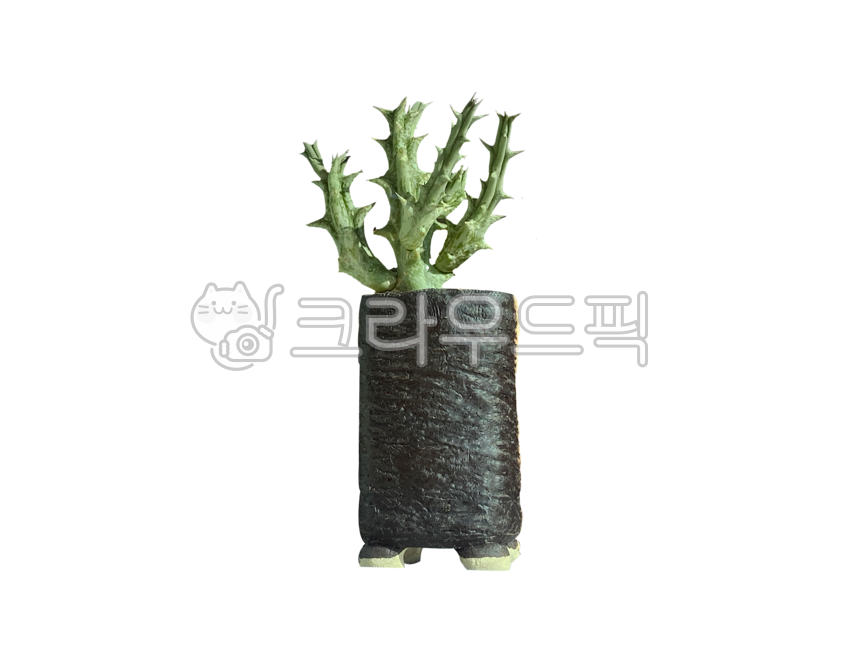 화분,녹색,투명배경,png,누끼,향기,배경,잎,잎사귀,줄기,나뭇잎,실내용화초,화초,식물,정원,pottedplant,green,transparentbackground,isolated,fragrance,background,stem,leaf,houseplant,flower,plant,garden