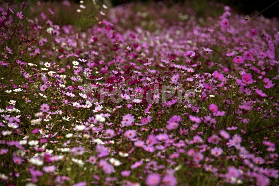 코스모스,식물,꽃,축제,풍경,가을,계절,fall,autumn,season,식물,자연,plants,nature,꽃,flower