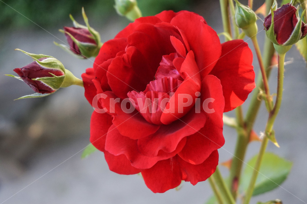 rose,장미,plant,식물,blossom,flower,꽃,geranium,제라늄