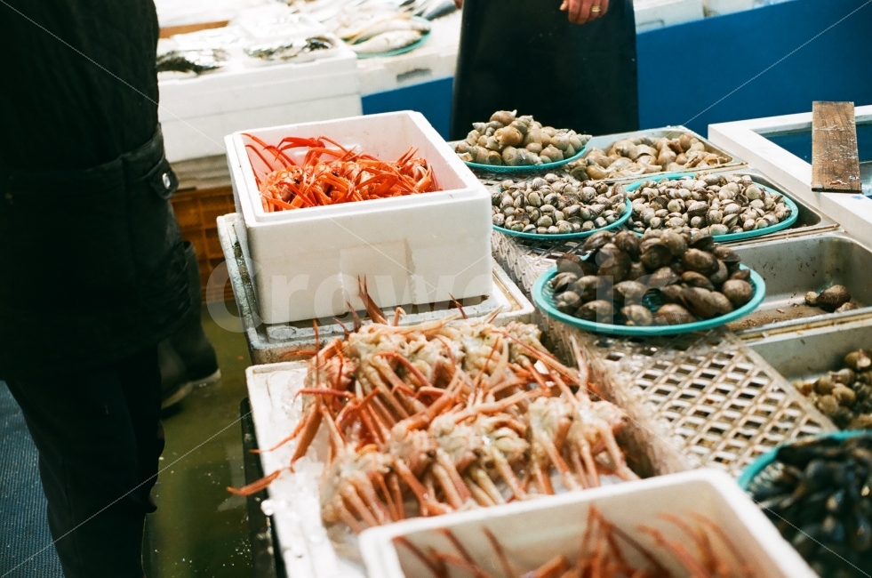 수산시장,수산물,해산물,시장,필름사진,시장,마트,마켓,market,mart,market place,음식,식재료,요리,food,cook,meal,dishes,food reserves,수산물,해산물,fishery products,seafood