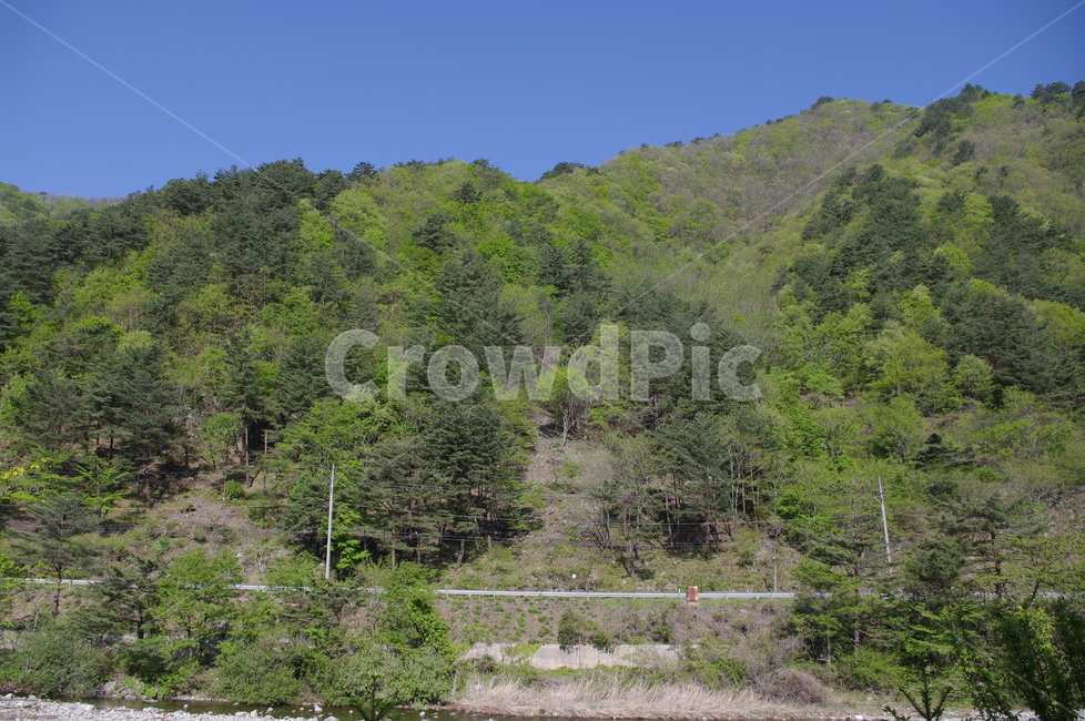 계절,봄,spring,산,나무,하늘,자연,풍경,nature,landscape,plant,식물,tree,outdoors,옥외,fir,전나무