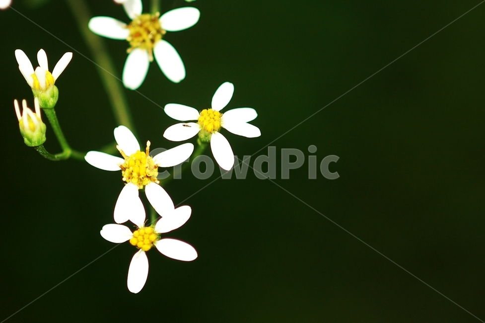 식물,야생화,취(나물)꽃,늦여름,산나물,식물,자연,plants,nature,꽃,flower