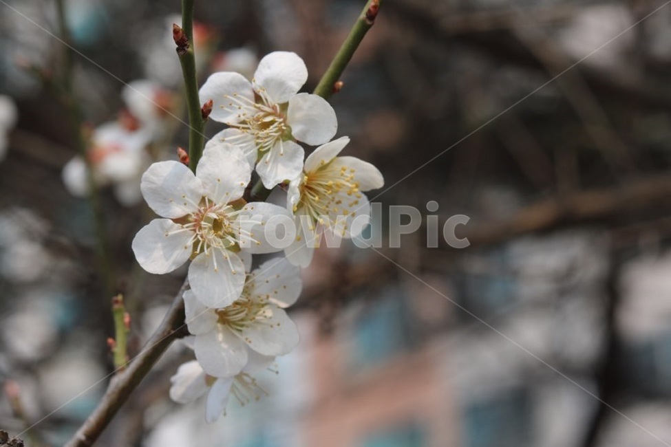 봄,봄사진,매화,꽃사진,감성사진,봄,계절,spring,season,식물,자연,plants,nature,꽃,flower,plant,blossom