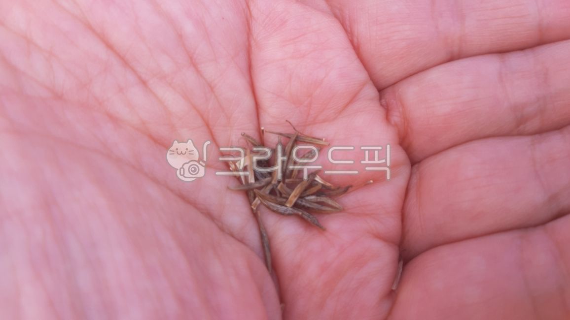 씨앗,열매,코스모스,씨,꽃씨