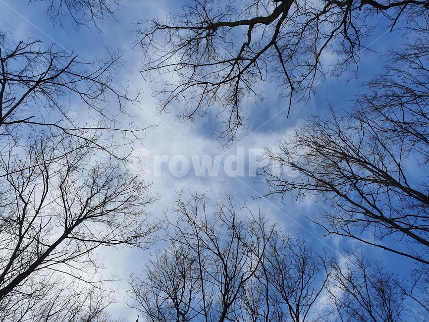 나무,tree,파란하늘,구름,겨울나무,자연,풍경,nature,landscape