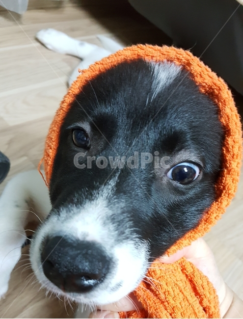 강아지,찜질방수건,두건,귀여워,점박이,동물,animal,포유류,mammal,개,강아지,dog,doggy