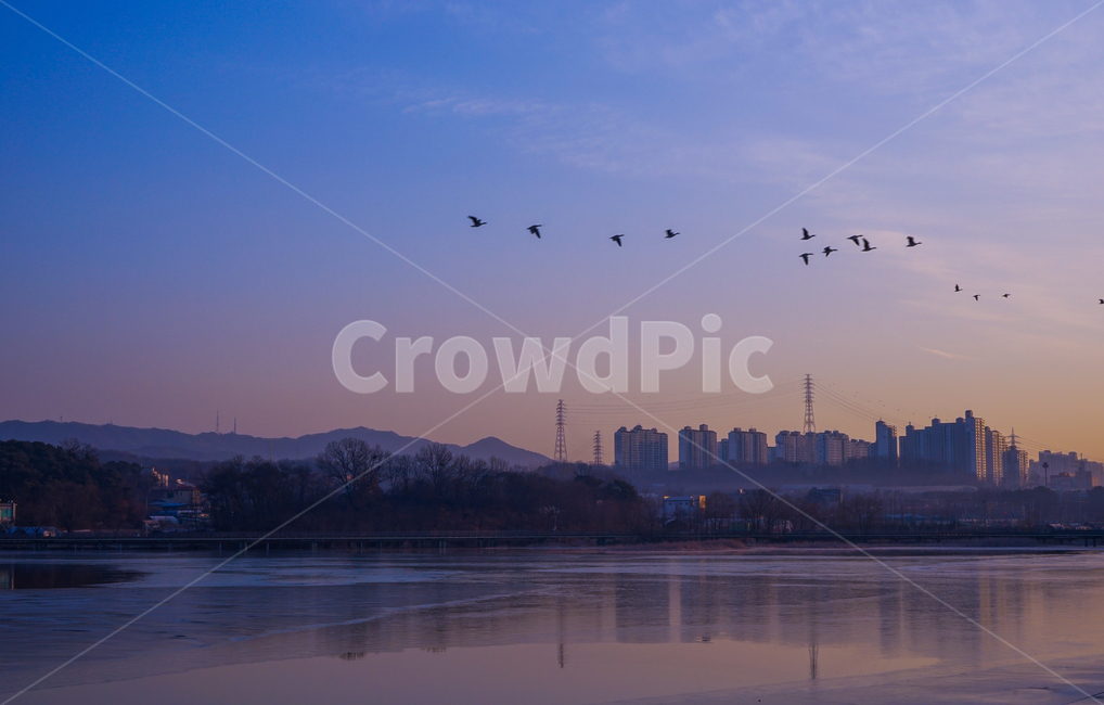 새,조류,동물,겨울철새,철새,이동,비행,새벽,여명,하늘,도시,풍경,city,landscape,animal,bird