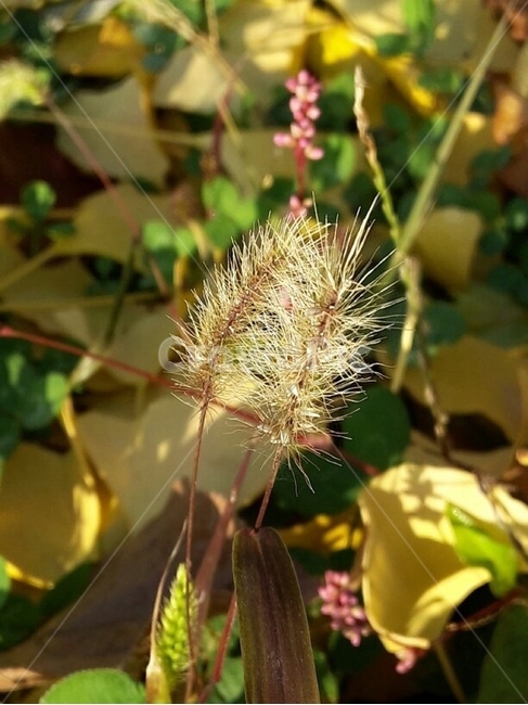 식물,강아지풀,잎,햇빛,낙엽,식물,자연,plants,nature