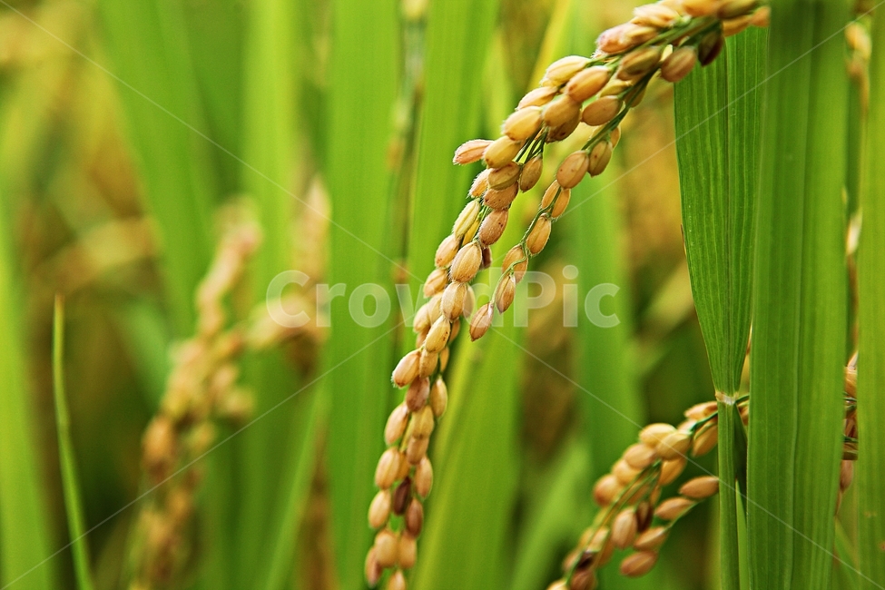 벼,이삭,쌀,알맹이,곡식,식량,식물,자연,산업,industry,industrial,농업,농사,agriculture,farming,farming industry