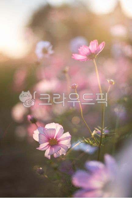 코스모스,cosmos,flowers,가을,가을꽃,핑크,몽환적,감성,자연,배경,background,autumn