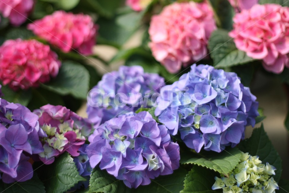 수국,파란수국,꽃,여름꽃,이쁜꽃,flower