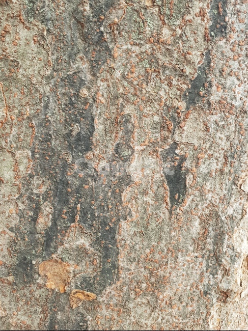 나무,나무텍스쳐,나무껍질,나무질감,질감,텍스쳐,패턴,wood,tree,texture,나무배경,pattern,무늬,자연,식물,나무,trees,wood