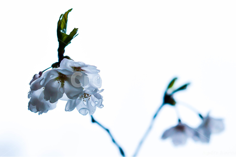 꽃,벛꽃,식물,접사,봄꽃,봄,계절,spring,season,식물,자연,plants,nature,꽃,flower,plant