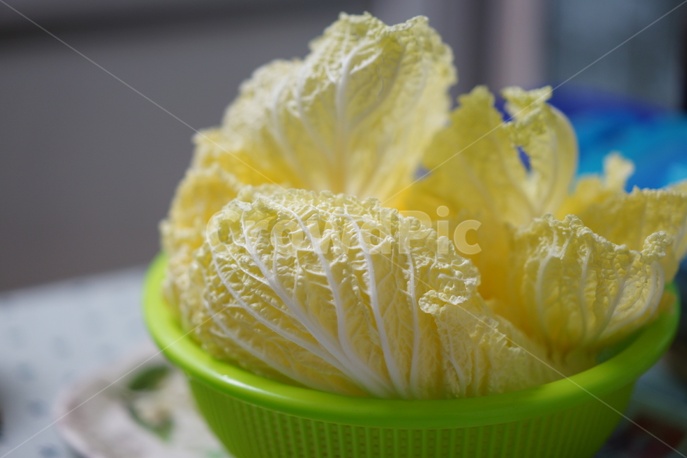 plant,식물,야채,채소,배춧잎,배추,바구니,반찬,먹거리,푸드,food,음식,식재료,요리,food,cook,meal,dishes,food reserves,채소,야채,vegetables