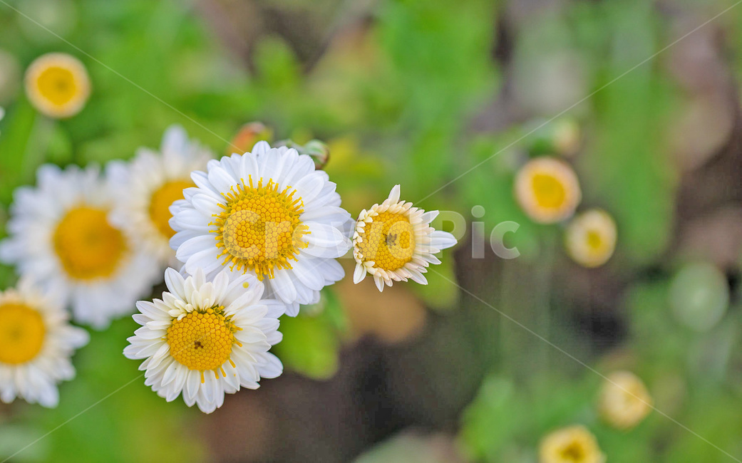 꽃,flower,가을,국화,배경,향기,식물,자연,plants,nature,꽃,flower