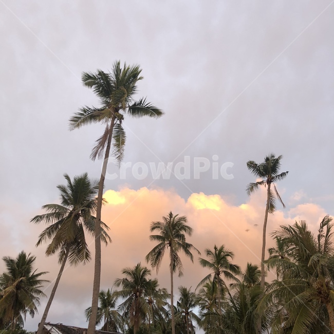 summer,여름,tree,나무,plant,식물,palmtree,야자수,sunset,노을