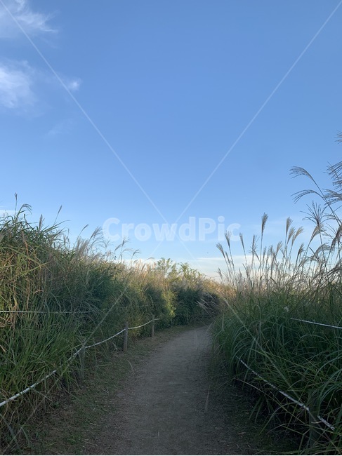 갈대,갈대밭,골목,들,길,plant,식물,grass,잔디