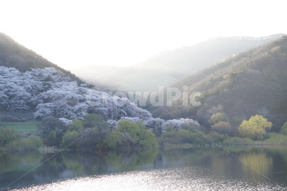 벚꽃,초원,봄,초록,풍경,용비지,봄,계절,spring,season,자연,풍경,nature,landscape,outdoors,옥외